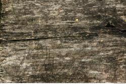 Photo Textures of Wood